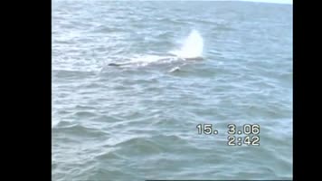 Albums/20060200-New Zealand 2006/20060318-Kaikiura/36